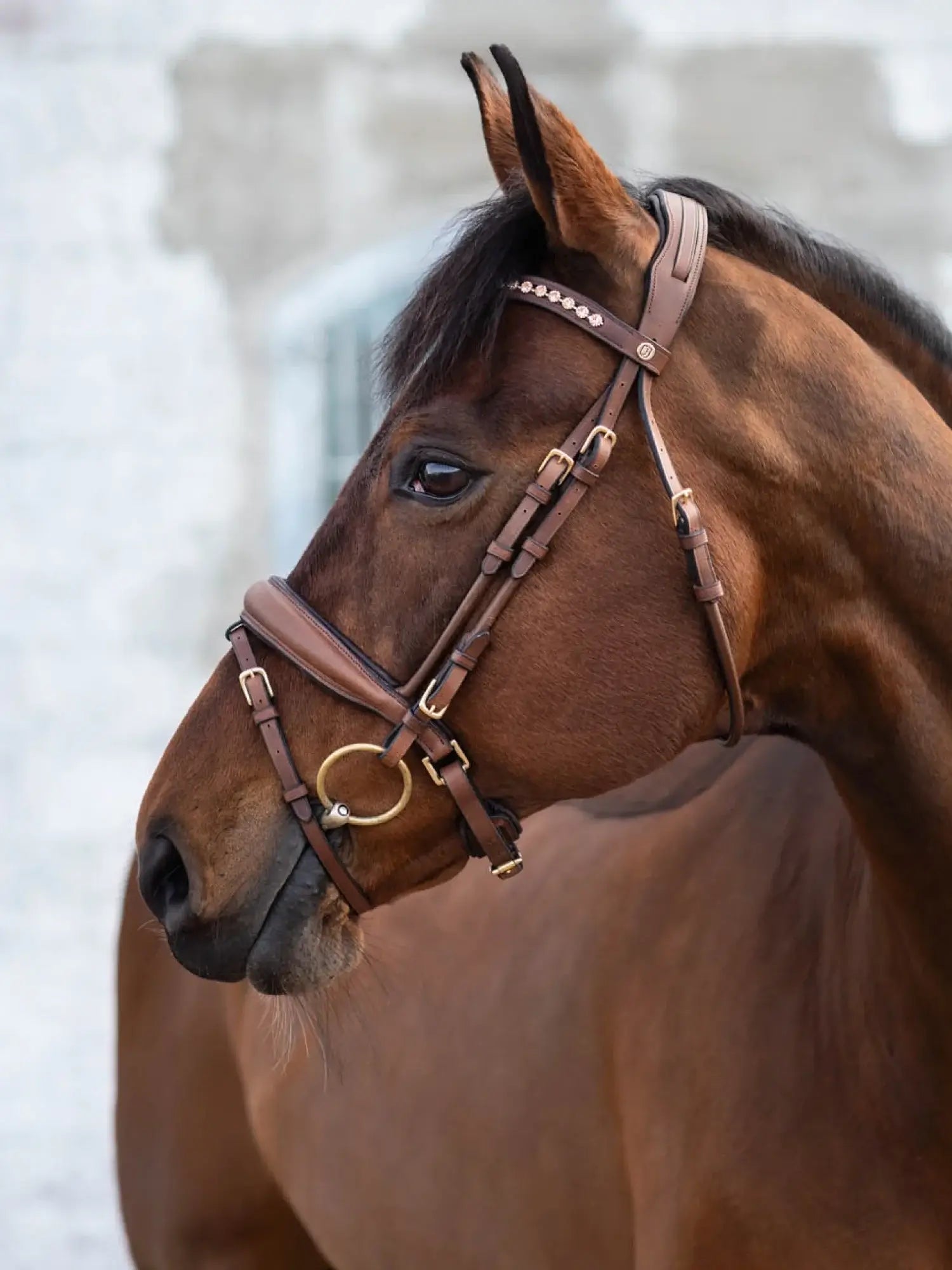 Jacson Cleveland Dressage Bridle - Brun