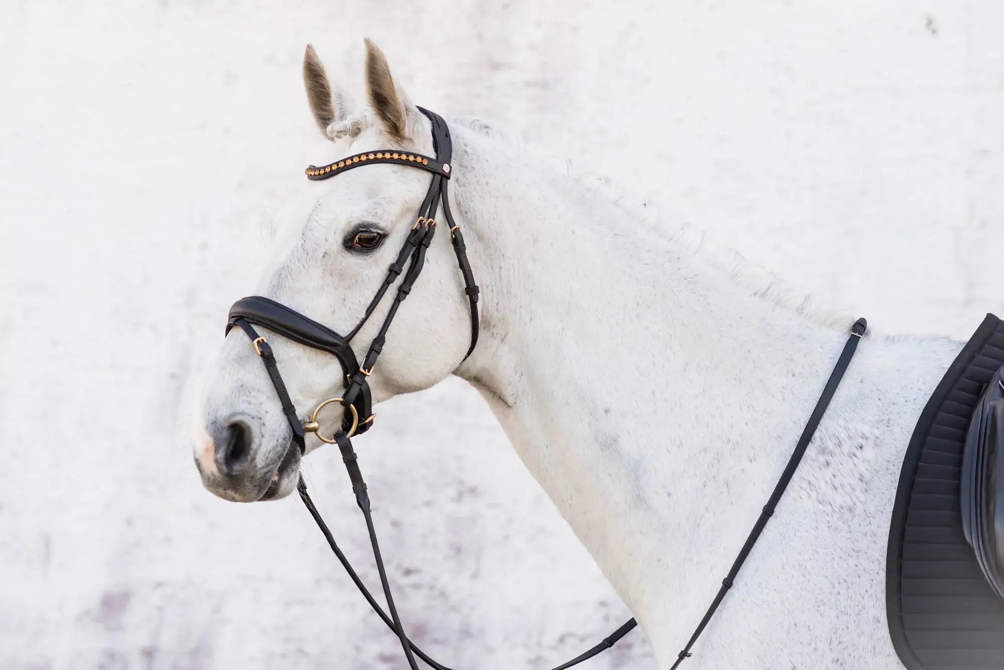 Jacson Cleveland Dressage Bridle - Svart