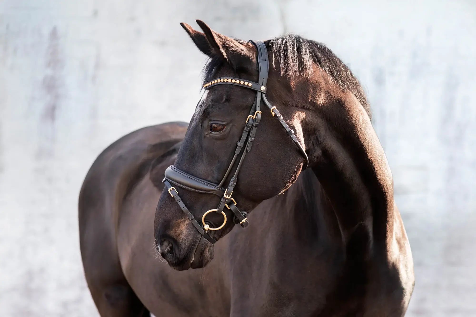 Jacson Cleveland Dressage Bridle - Svart