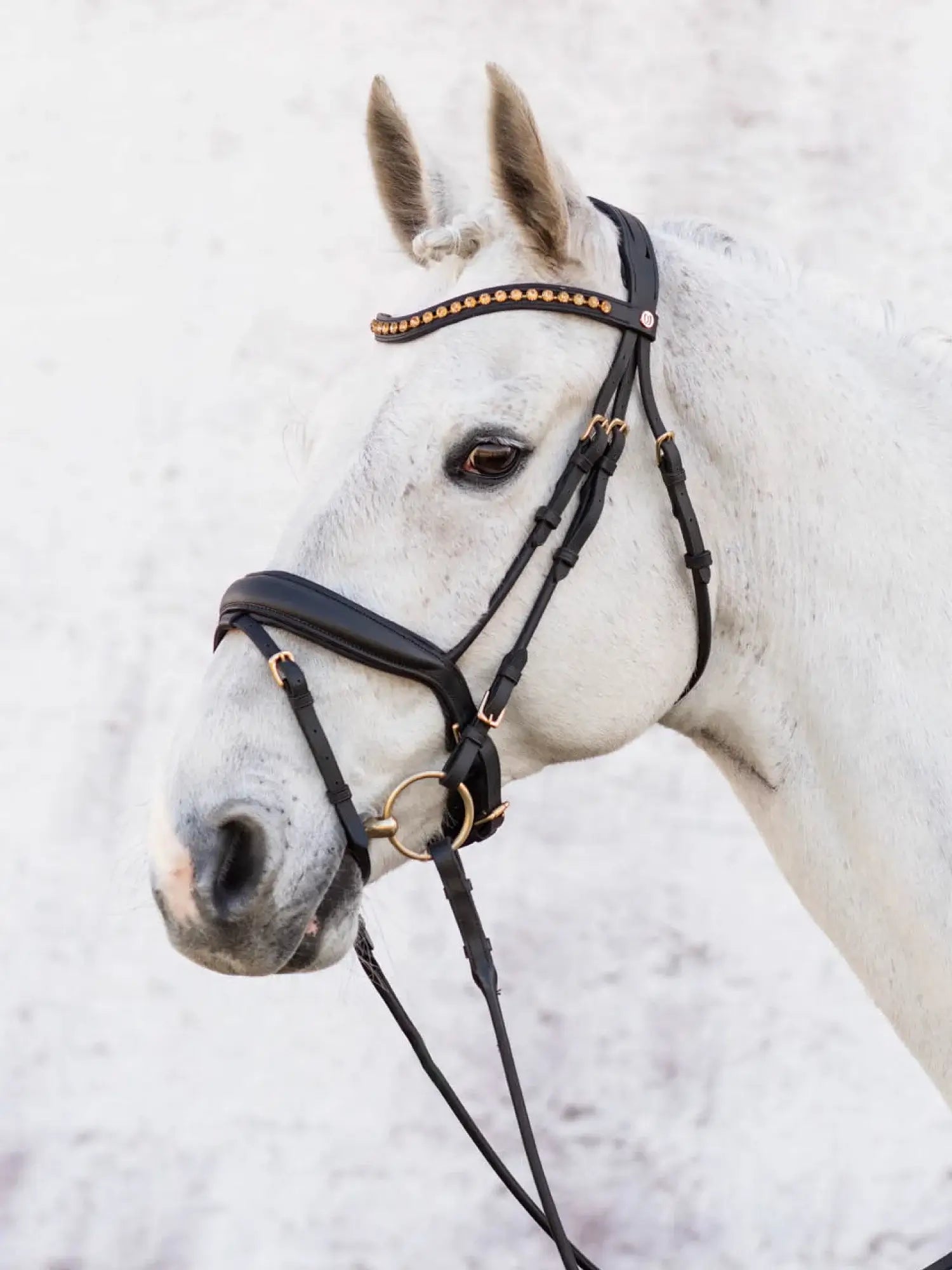 Jacson Cleveland Dressage Bridle - Svart