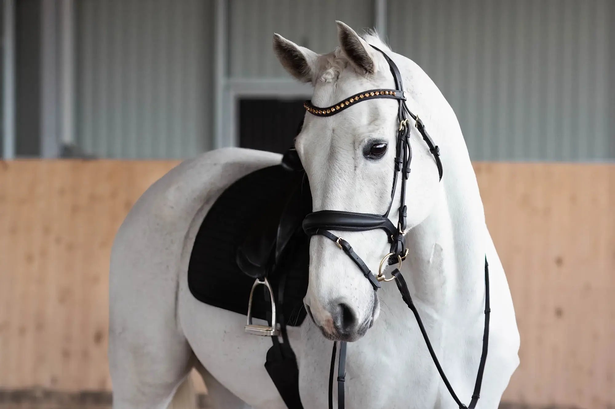 Jacson Karlskrona Schabra Full Dressyr - Svart