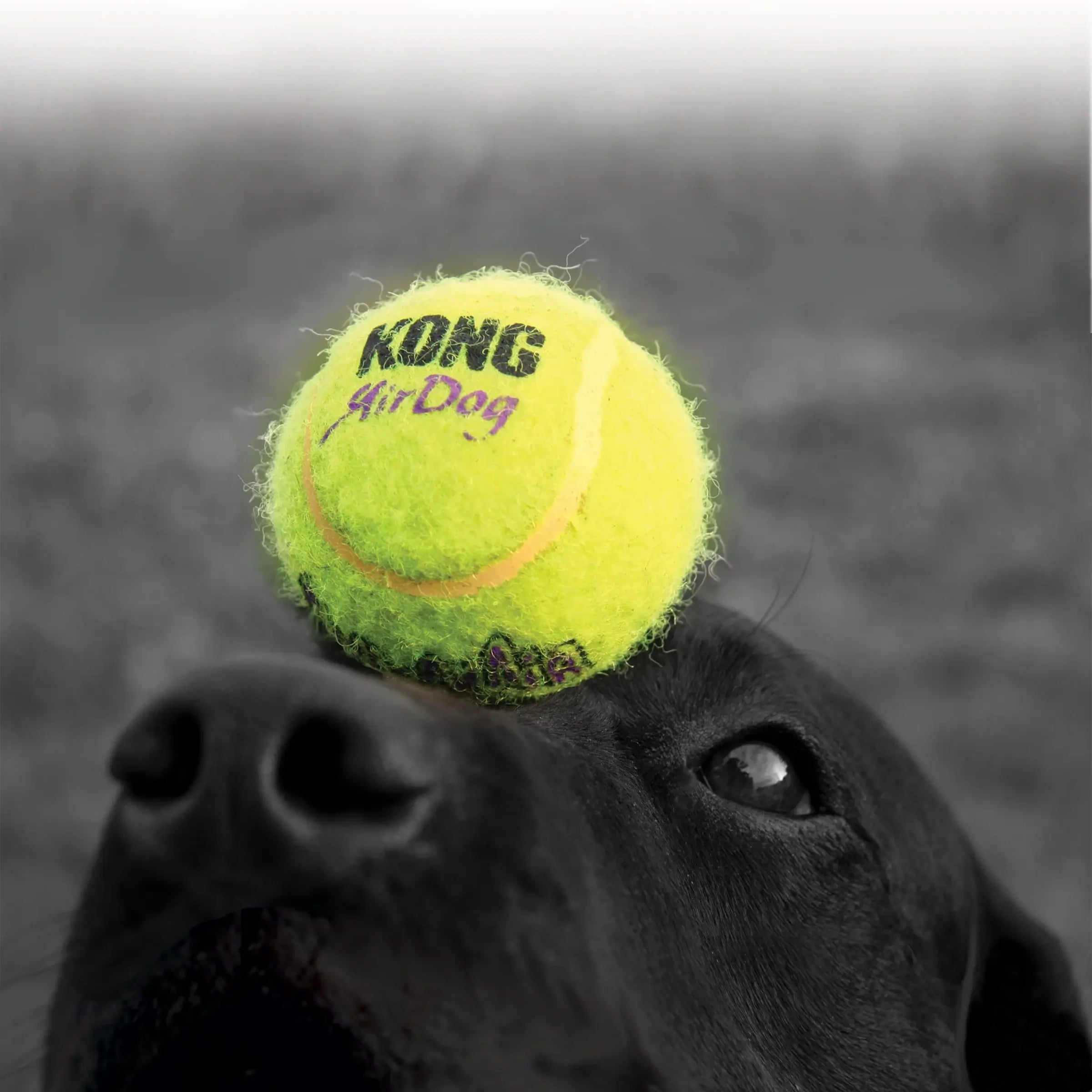 Kong Leksak Squeakair Tennisball Gul L
