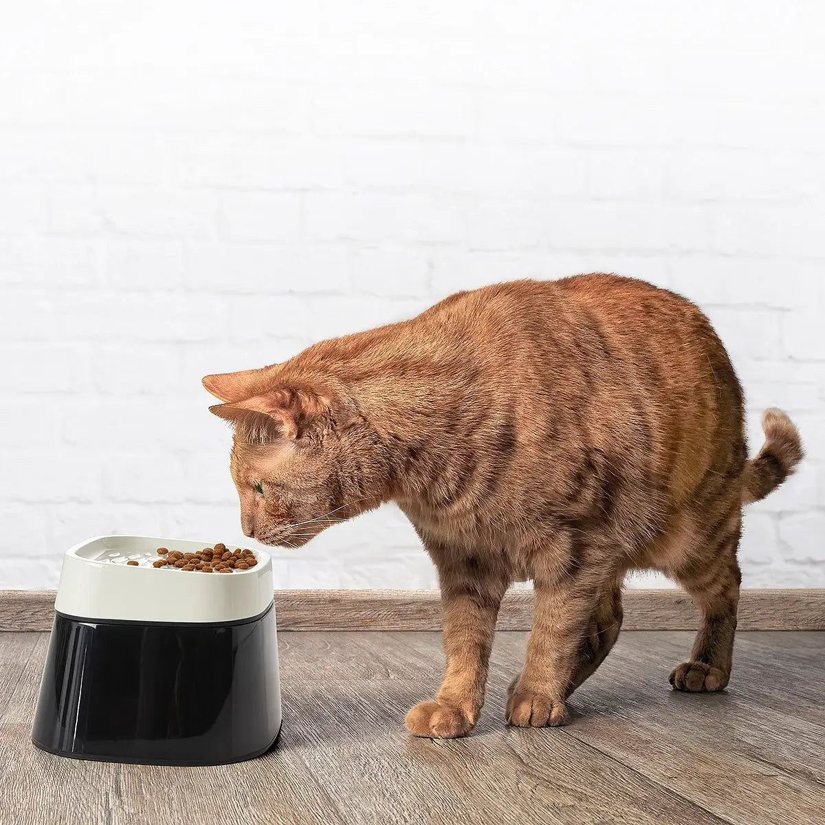 Savic Matskål Ergo Cube - Svart