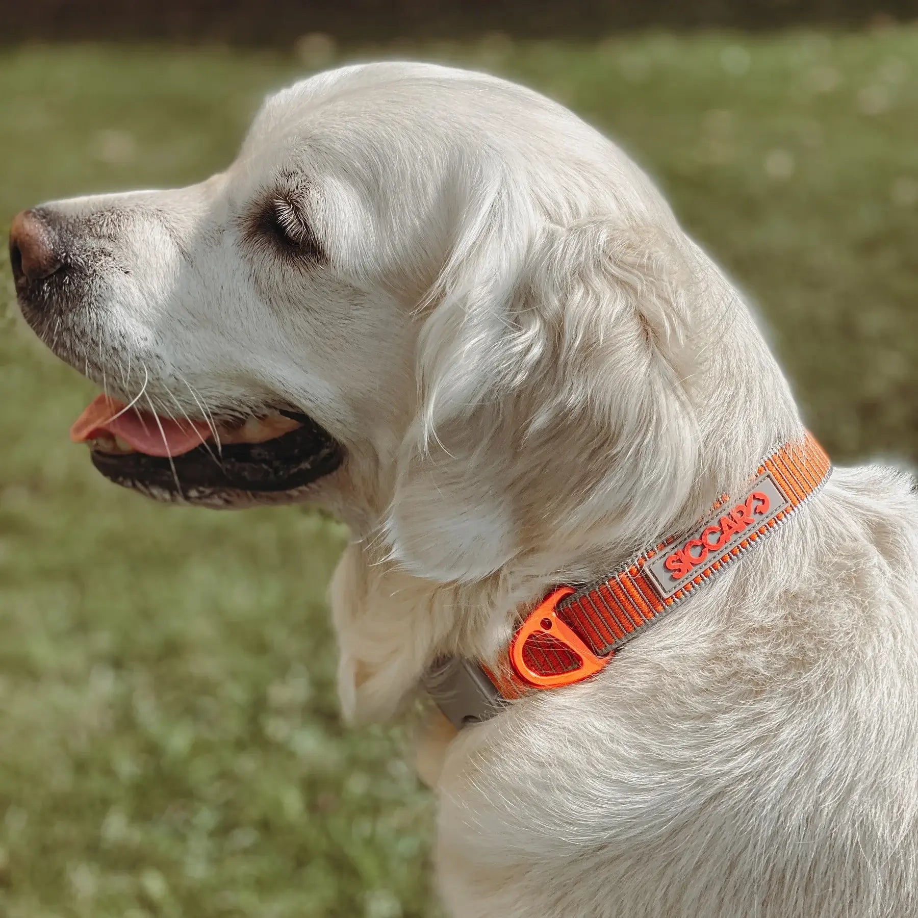 Siccaro Sealine Ställbart Hundhalsband