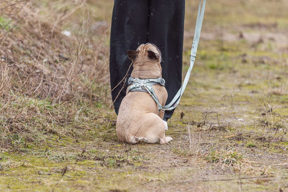 Trixie Premium FlexMesh sele bred - Sage