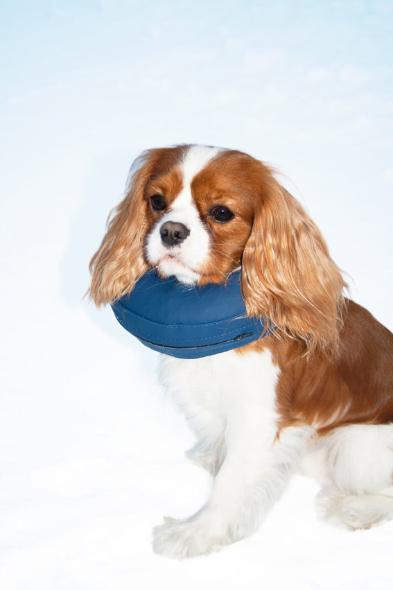 PetNation uppblåsbar hundkrage nr 2 i blå - XS: 20-24 cm