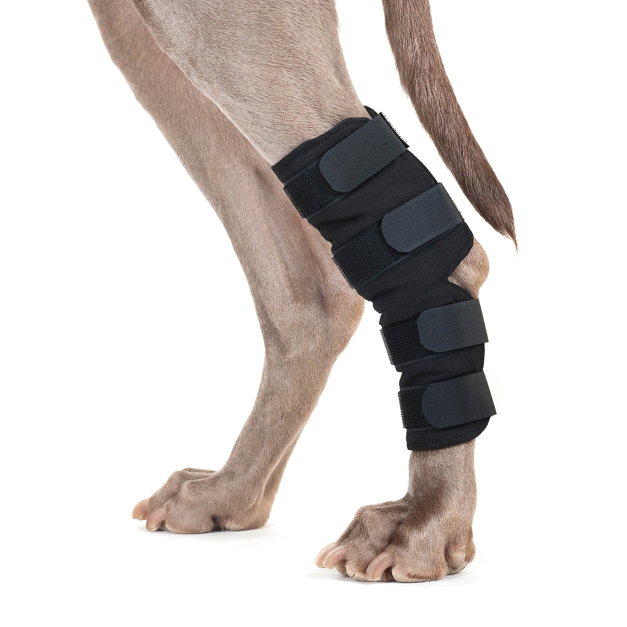 Back on Track Hundhasskydd – Svart