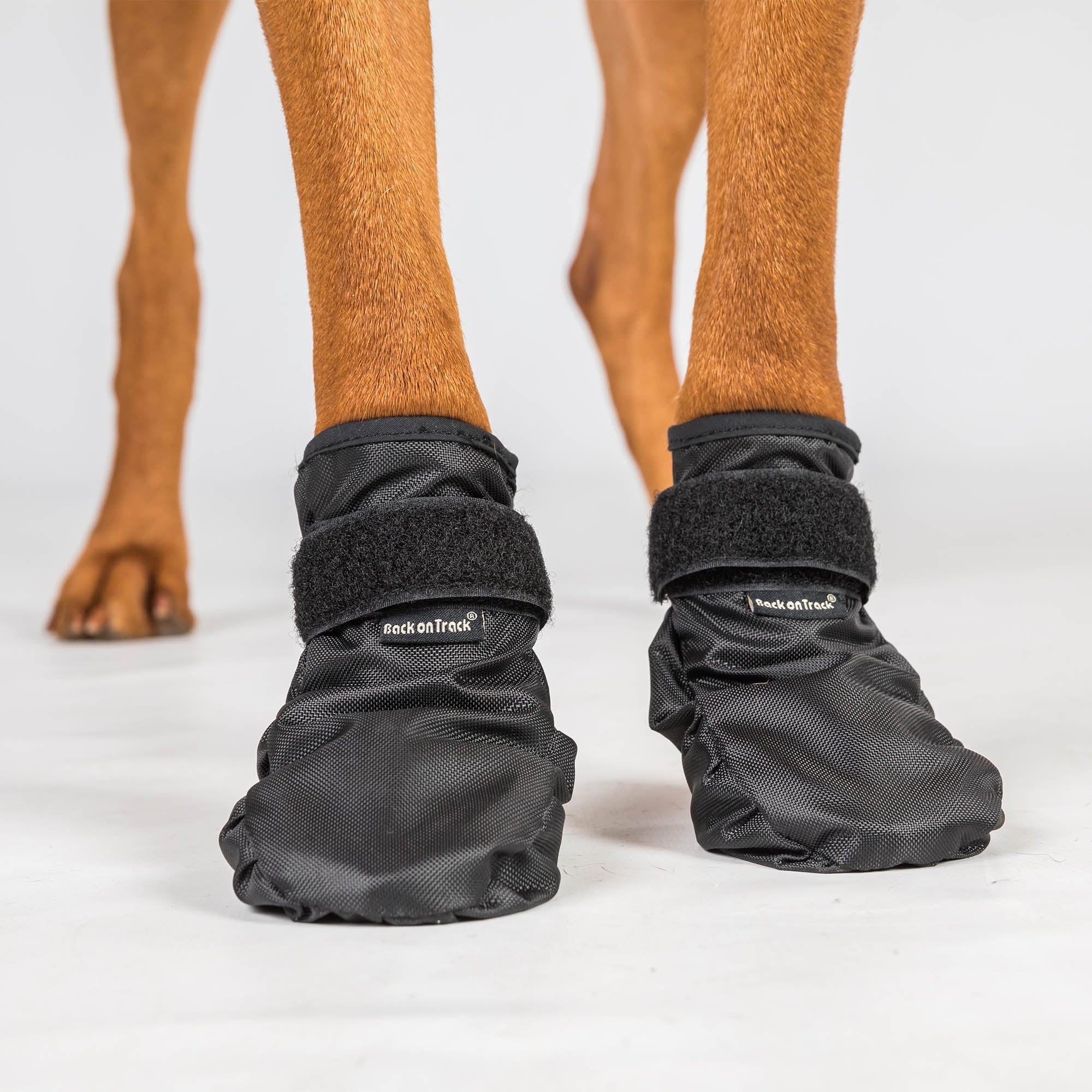 Back on Track Koda Hundsocka – Svart