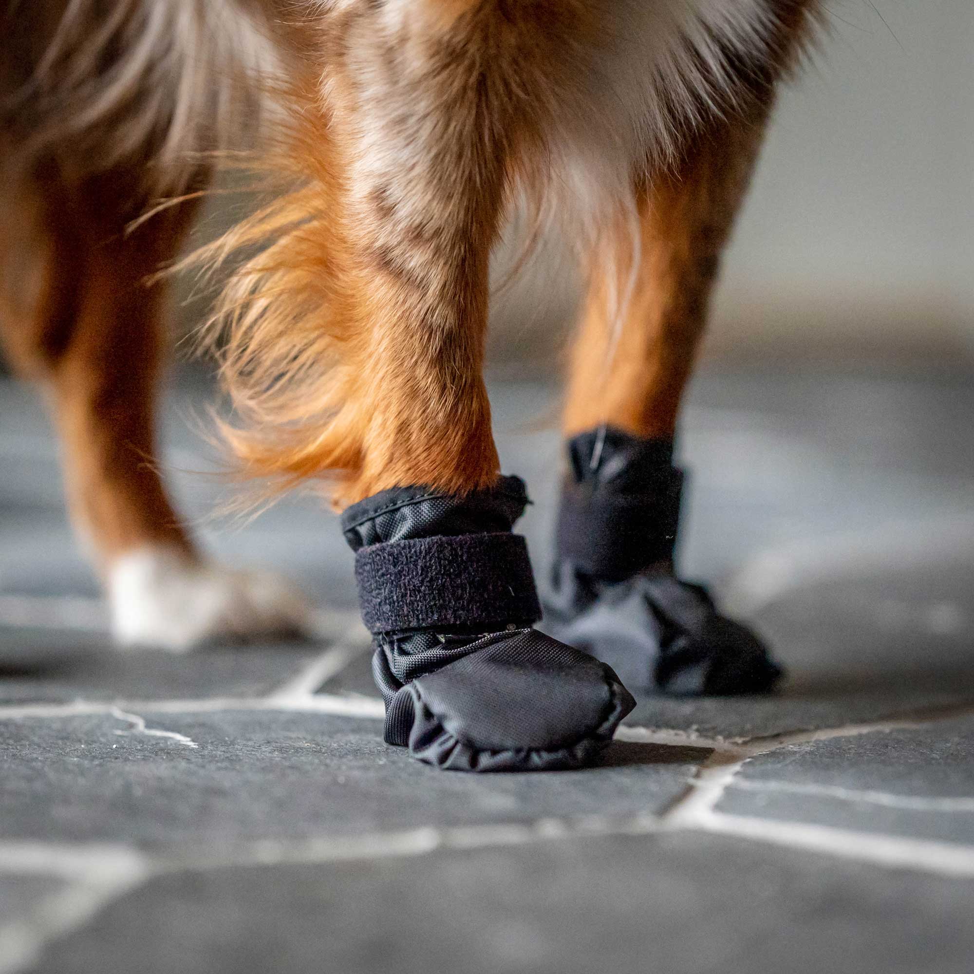 Back on Track Koda Hundsocka – Svart