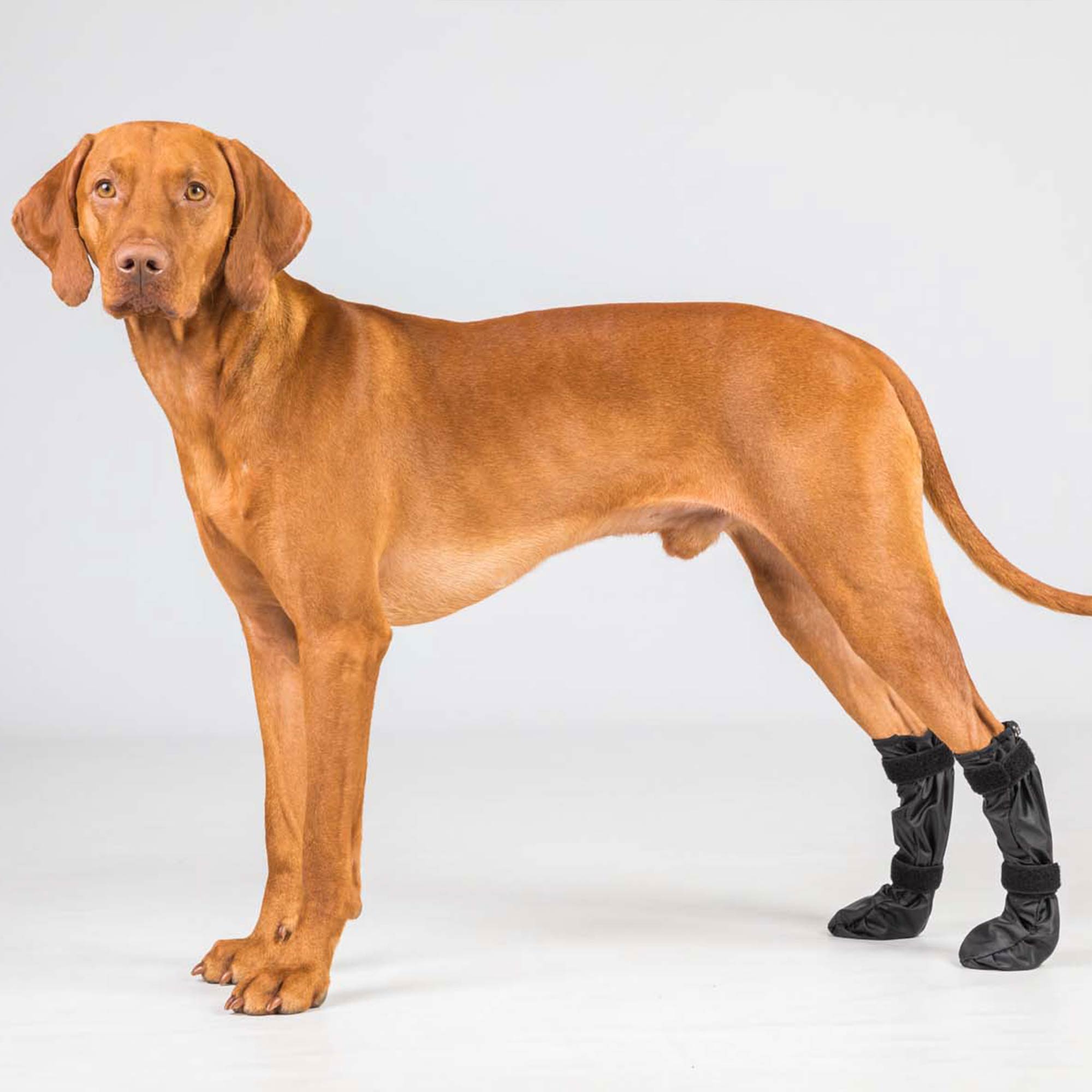 Back on Track Lola Hundsocka Hög – Svart