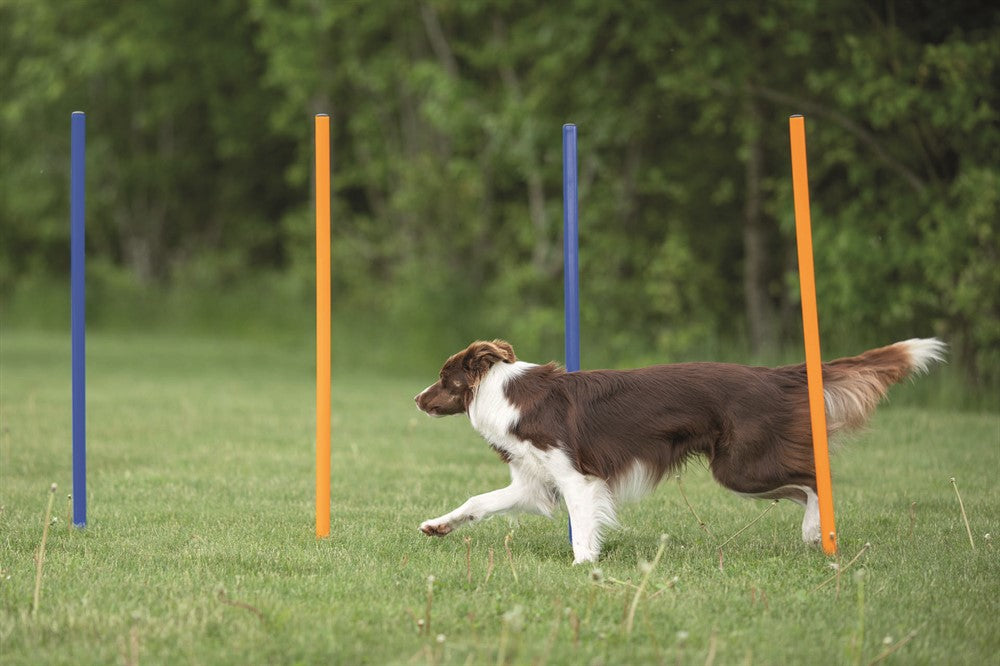Trixie Agility 12 st Slalompinnar Plast - 115 cm