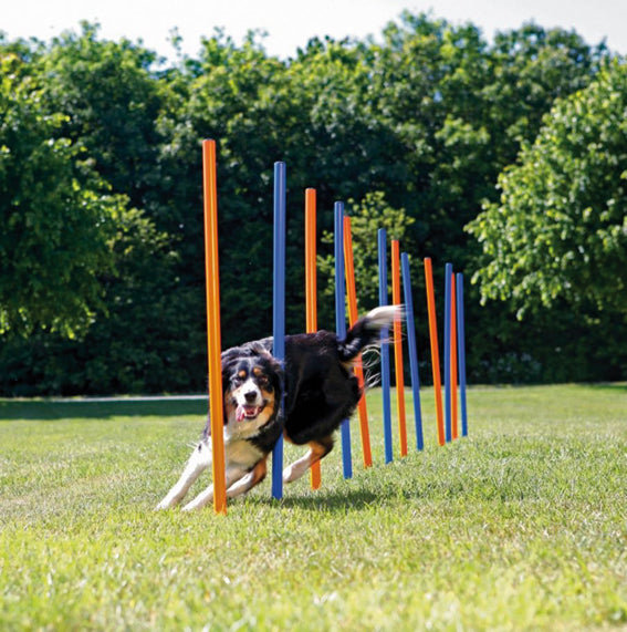 Trixie Agility 12 st Slalompinnar Plast - 115 cm