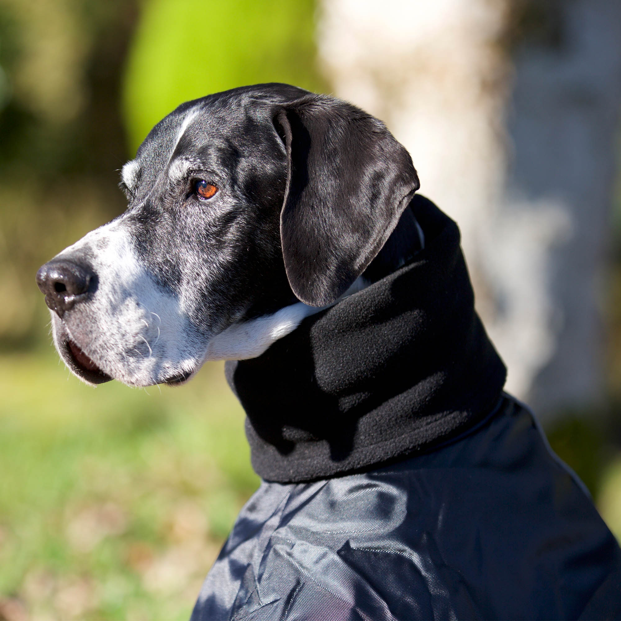 Back on Track Hundtäcke Whippet – Svart