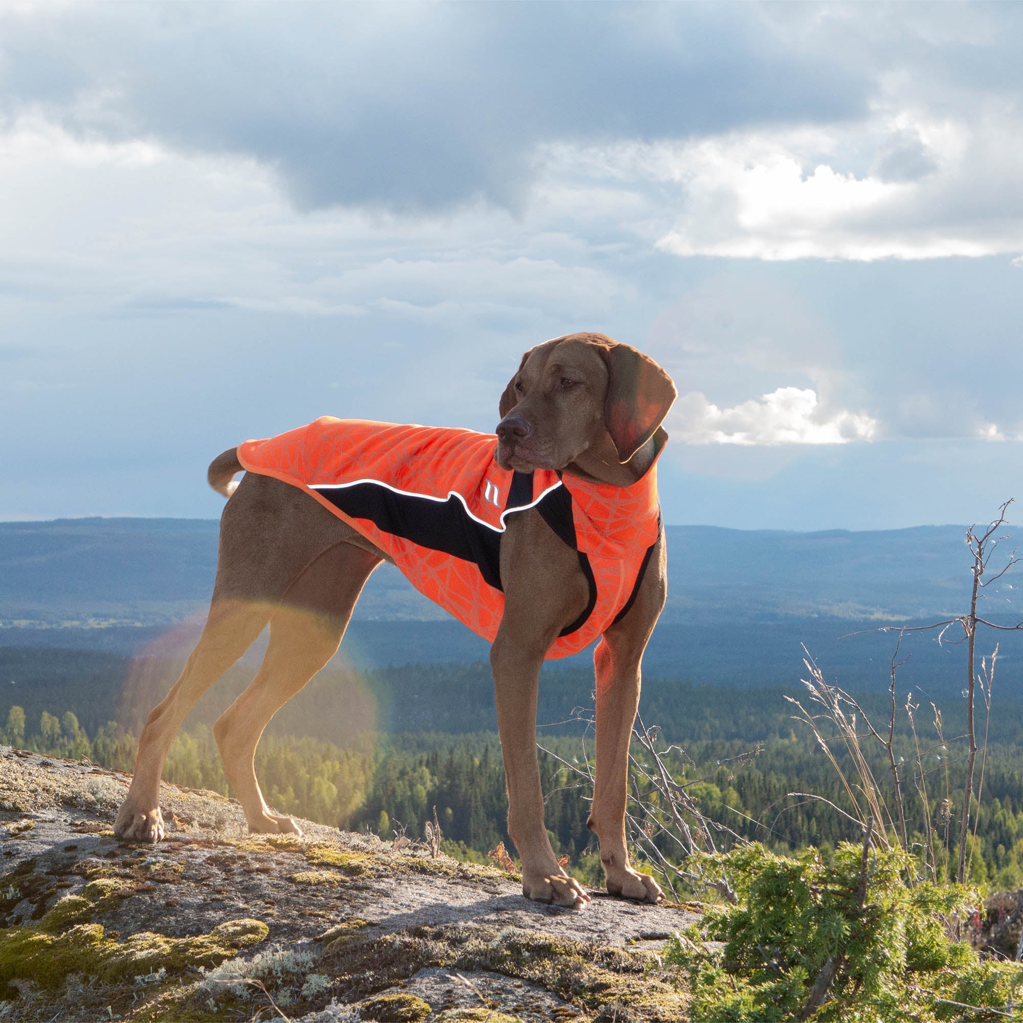 Back on Track Eddie Hundtröja med reflex – Orange