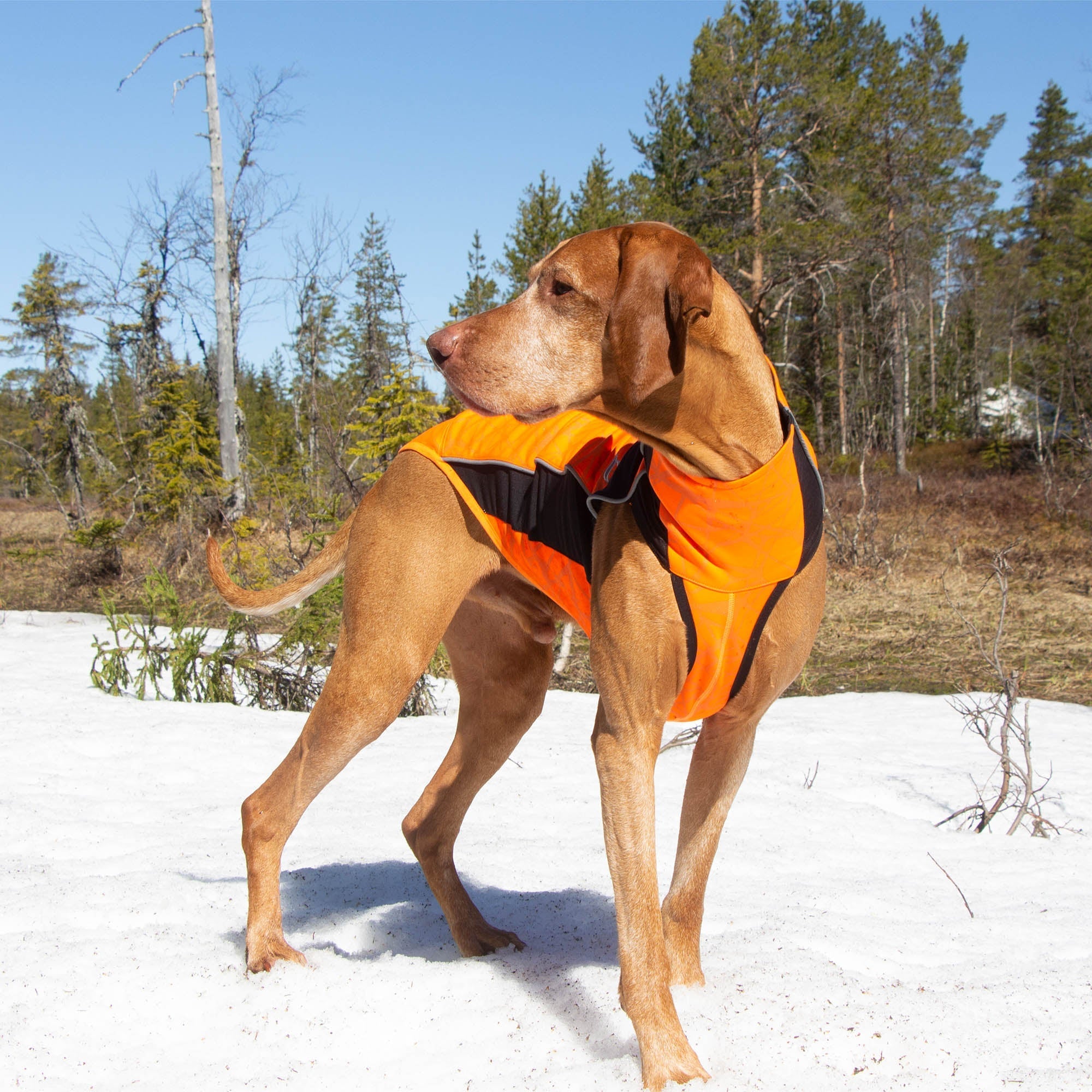 Back on Track Eddie Hundtröja med reflex – Orange