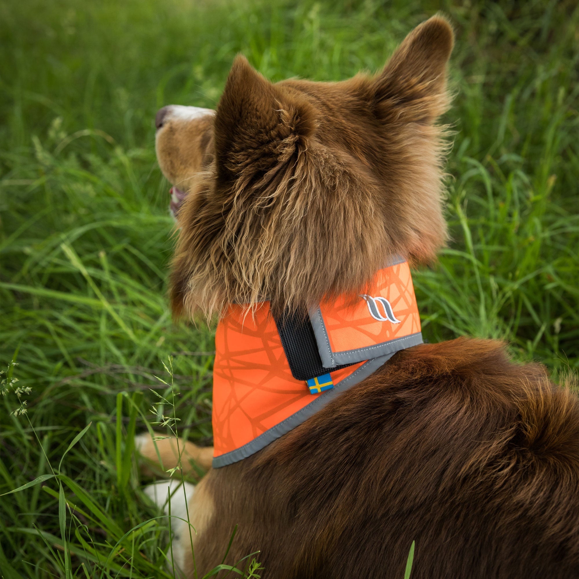 Back on Track Draco Reflexbandana – Orange