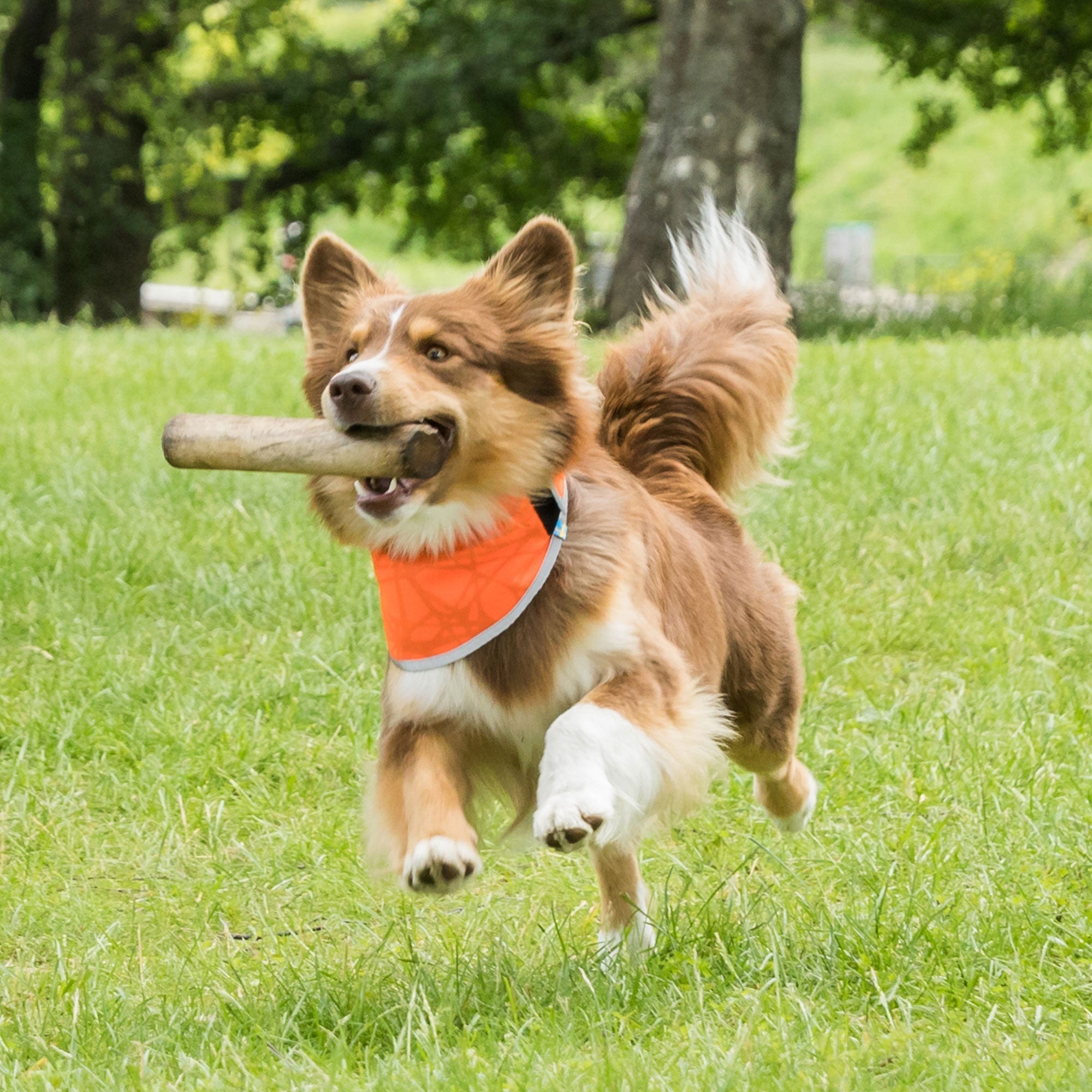 Back on Track Draco Reflexbandana – Orange