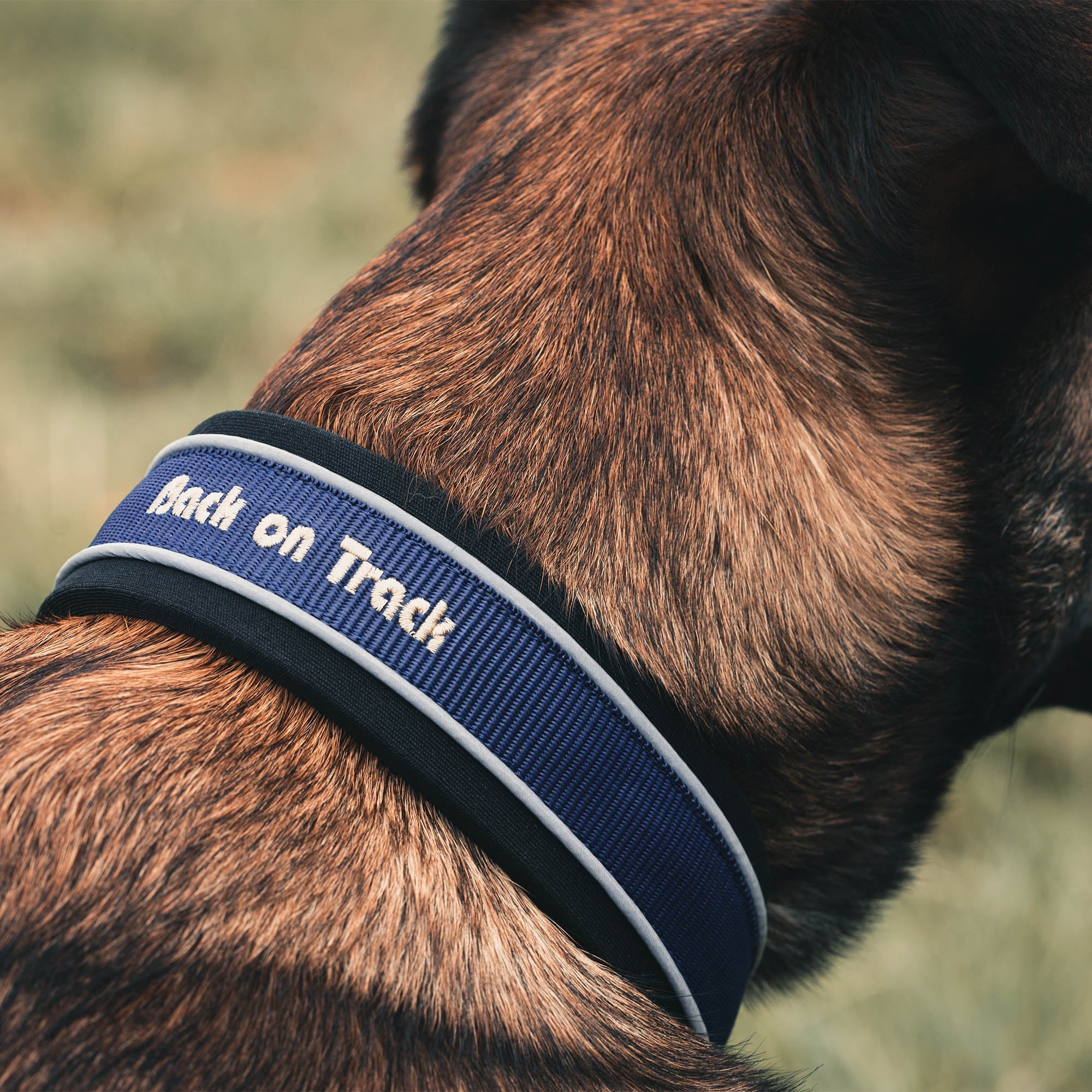 Back on Track Charlie Hundhalsband – Blå