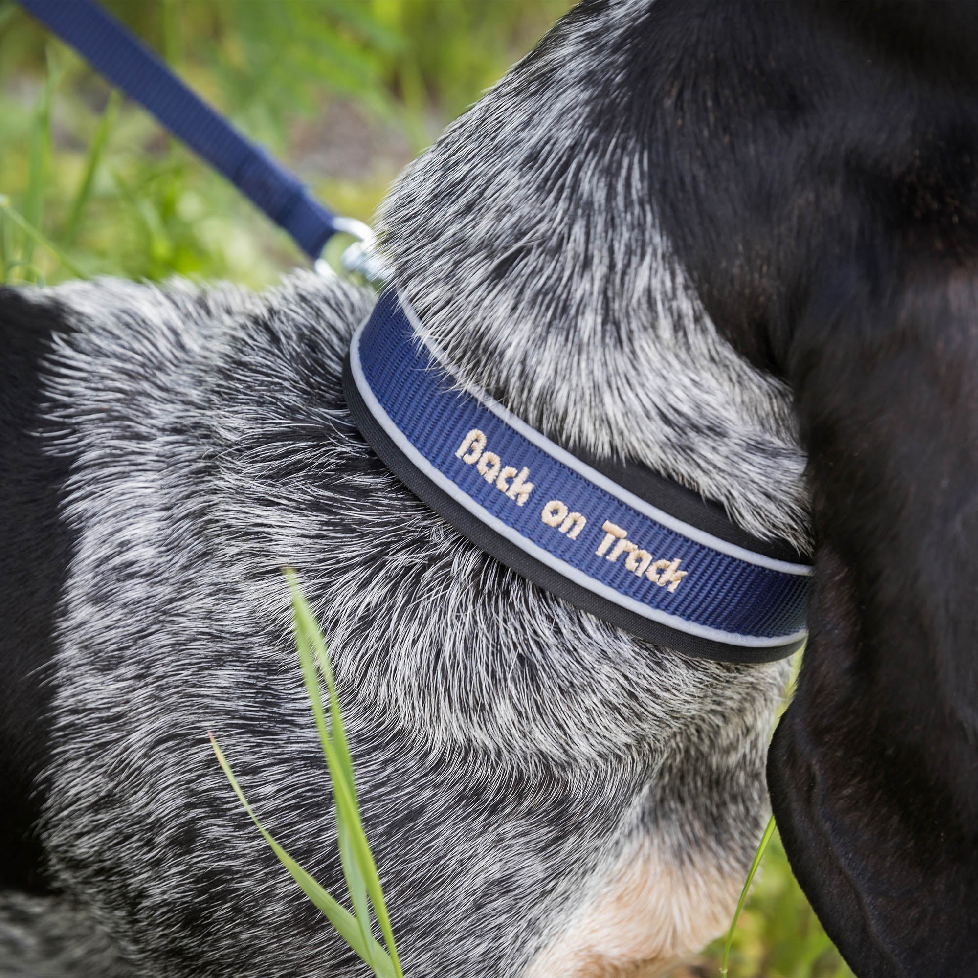 Back on Track Charlie Hundhalsband – Blå