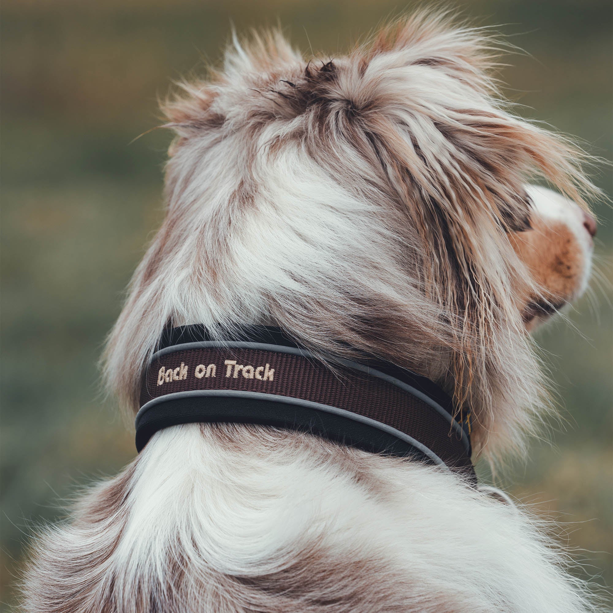 Back on Track Charlie Hundhalsband – Brun
