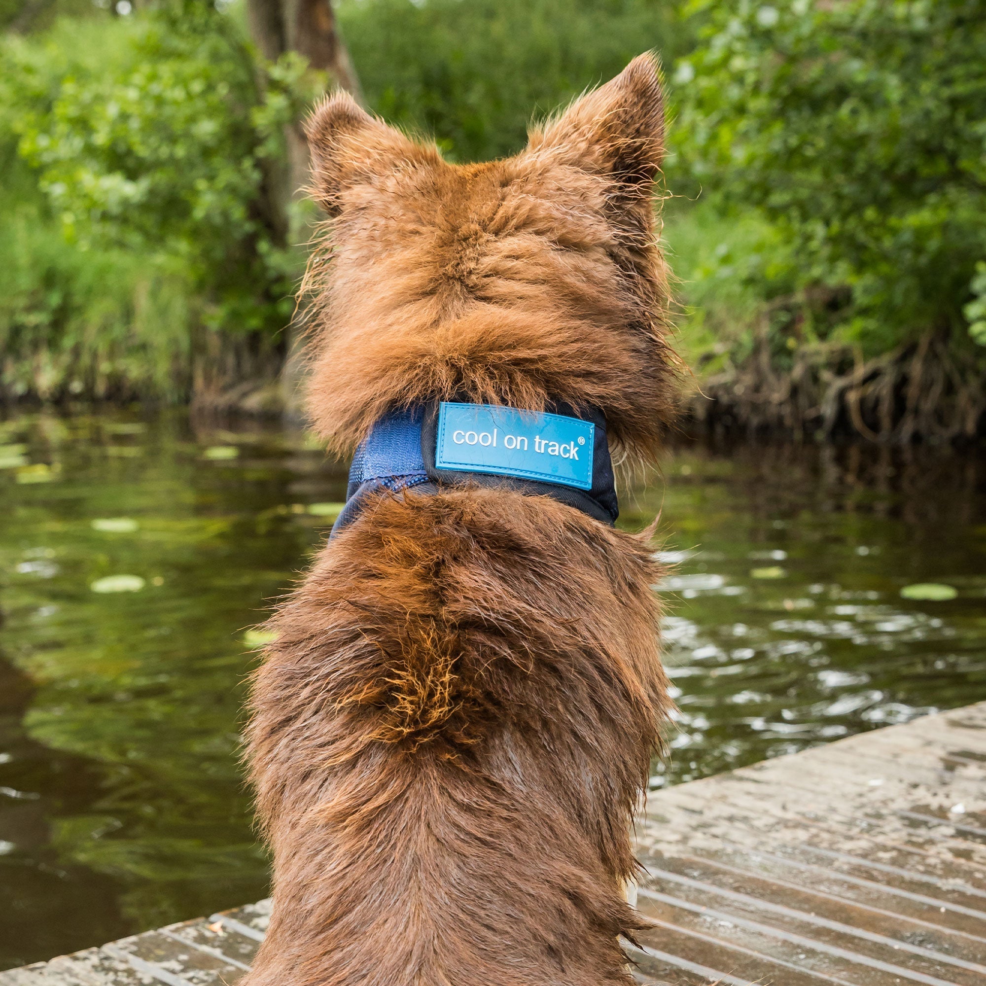 Back on Track Cool on Track Kylande Hundscarf – Blå