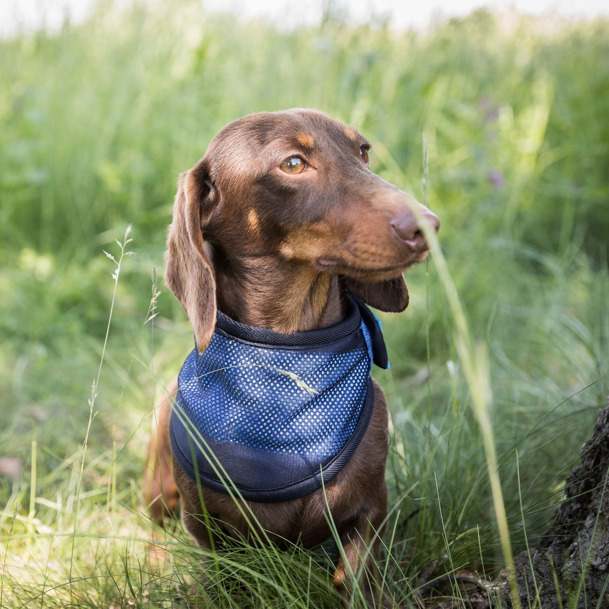 Back on Track Cool on Track Kylande Hundscarf – Blå