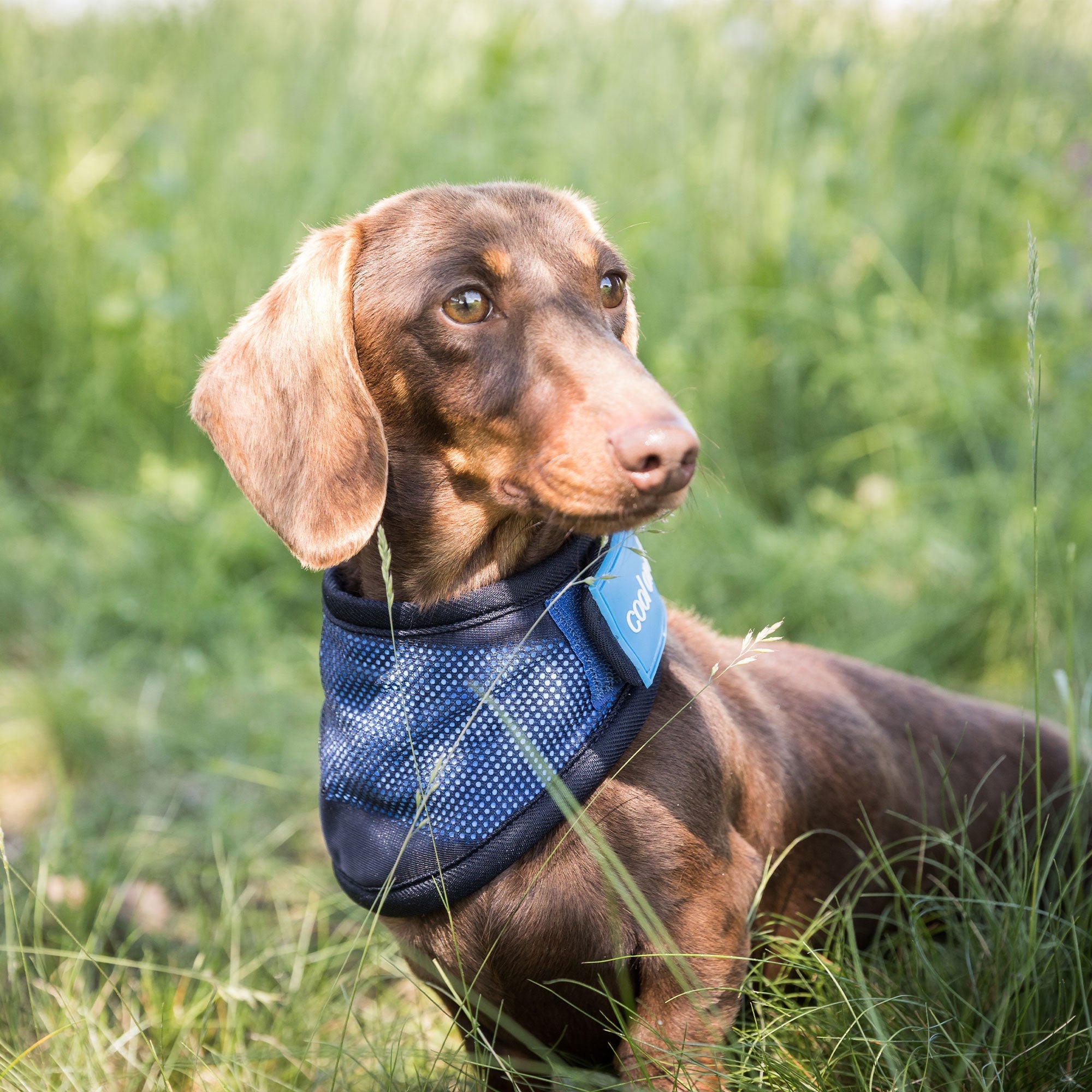 Back on Track Cool on Track Kylande Hundscarf – Blå