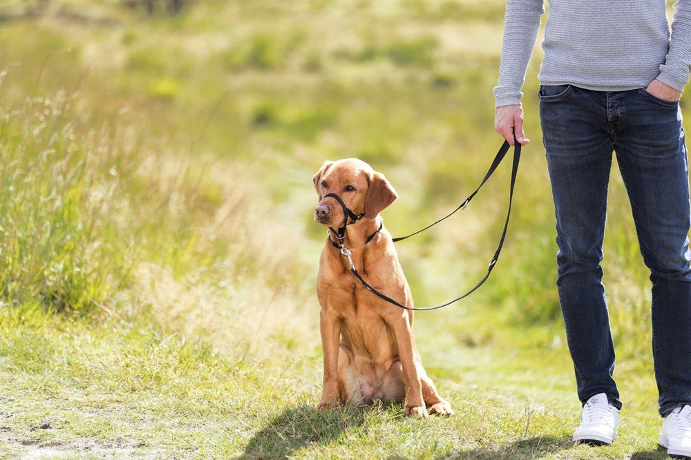 Trixie Nossele Top-trainer - Svart