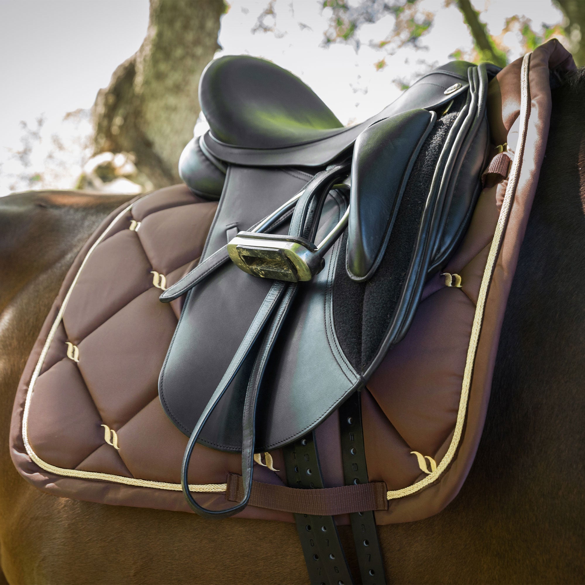 Back on Track Nights Collection Schabrak Dressyr – Nougat