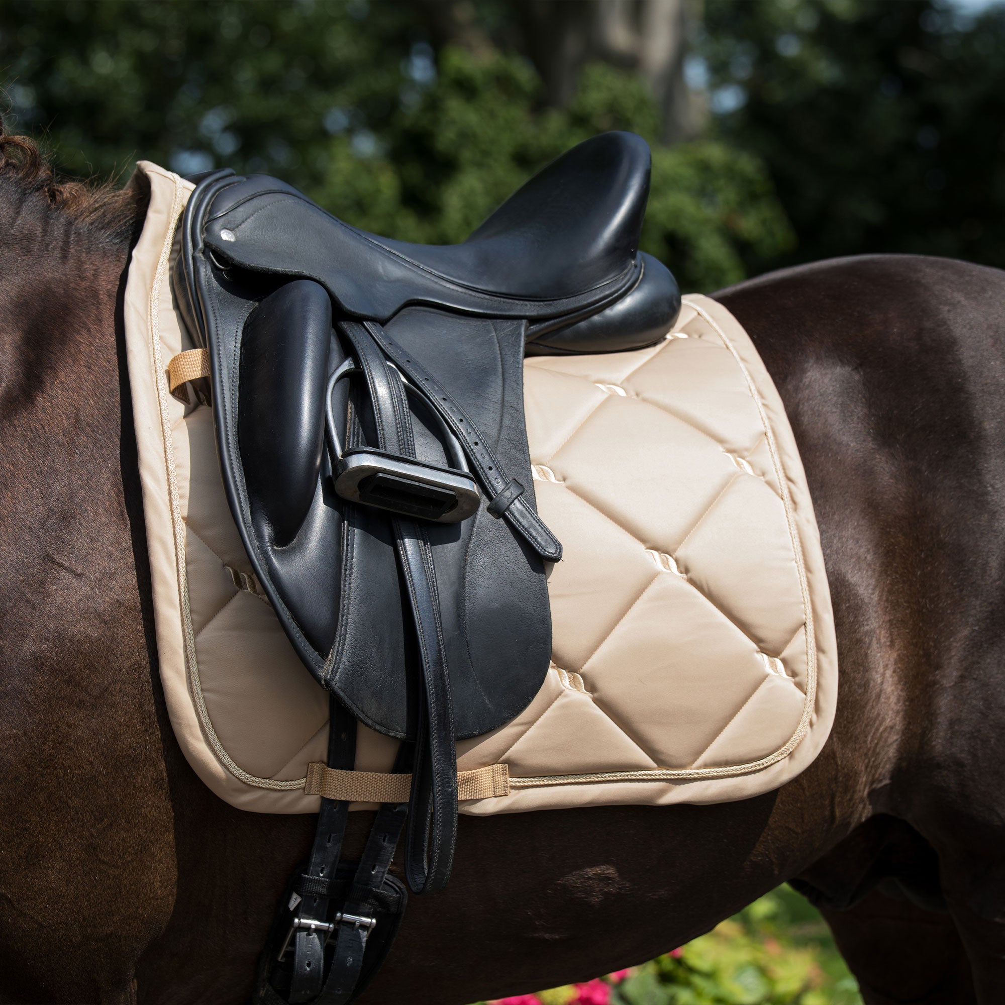Back on Track Nights Collection Schabrak Dressyr – Champagne