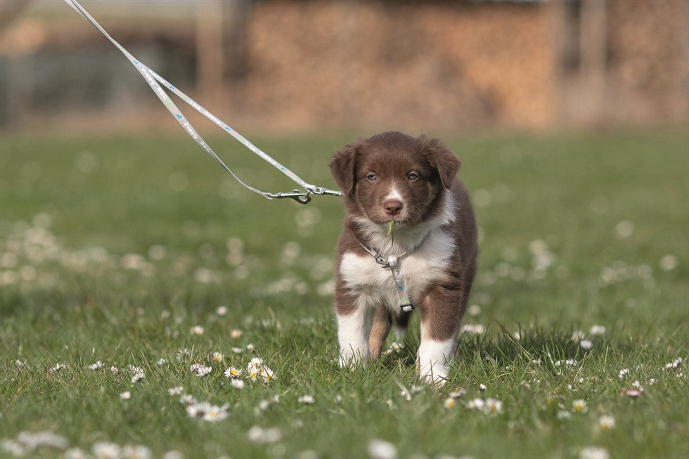 Trixie Junior H-sele med koppel M-L: 27-45 cm - Ljusgrå