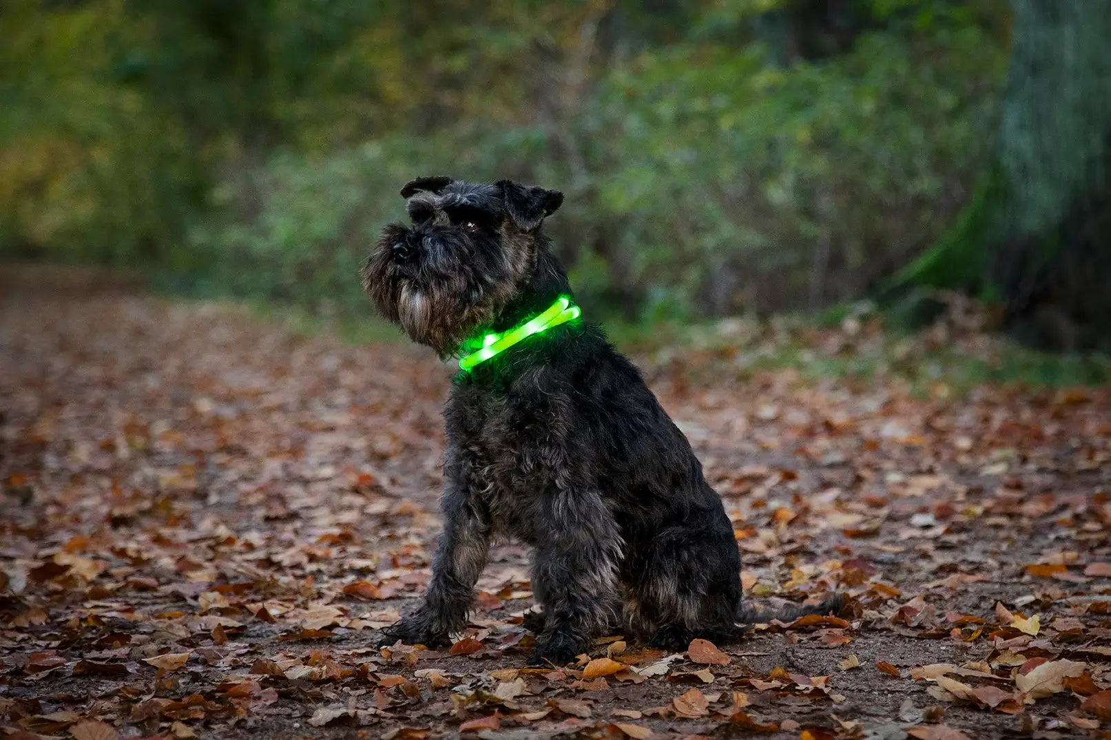 Dogman Blinkhalsband Led Orange