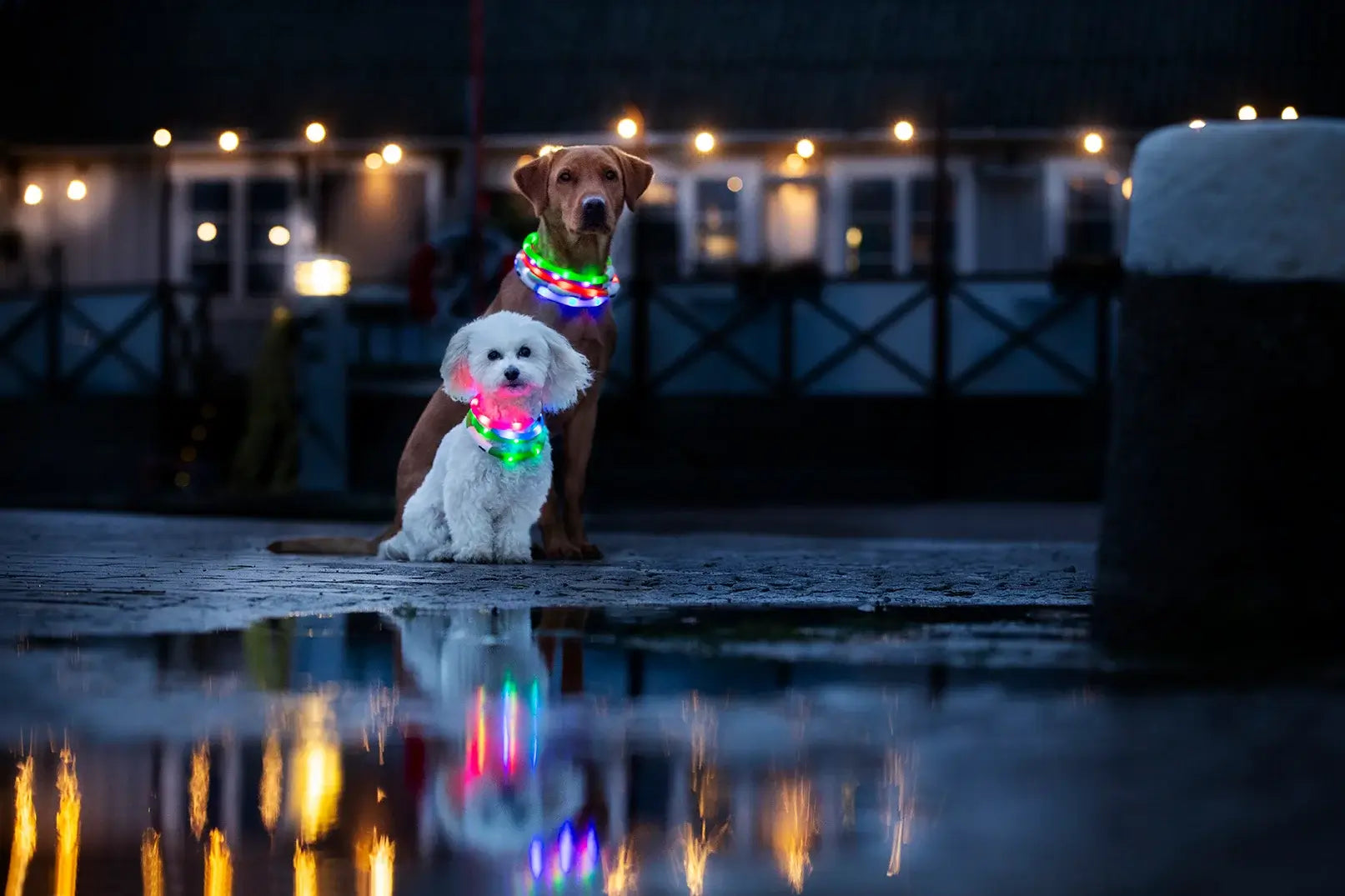 Dogman Blinkhalsband Led Rosa