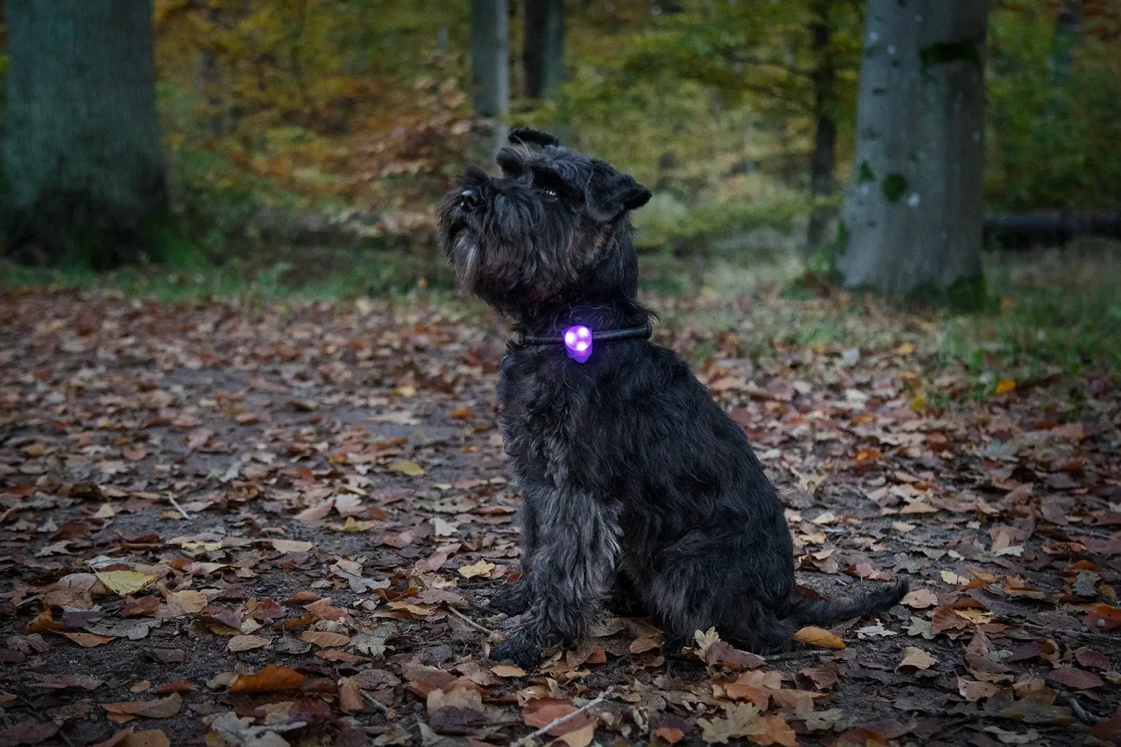 Dogman Blinklampa Basic Led Turkos