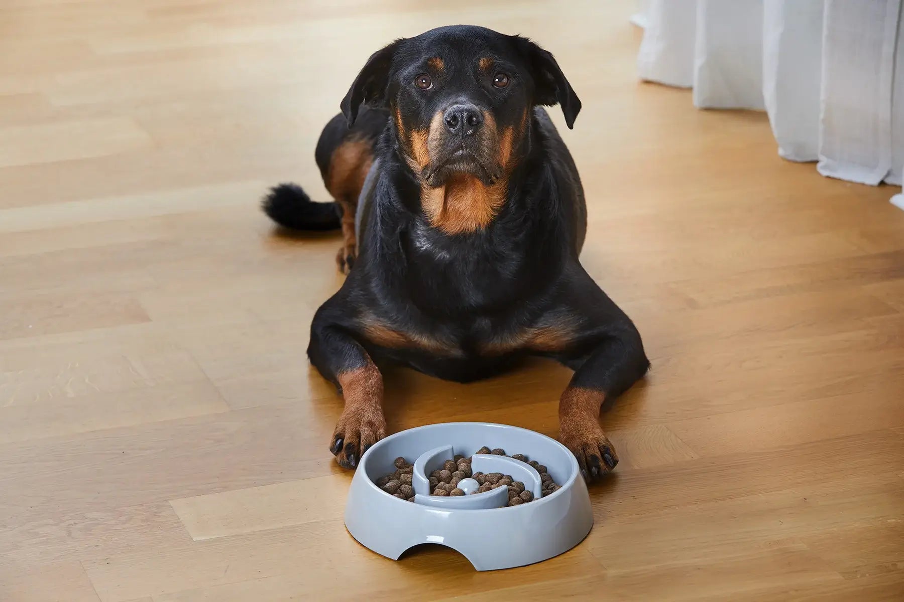 Dogman Matskål Alva Slow Feed